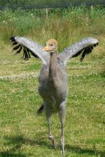 White Red Black - 2nd July 2014